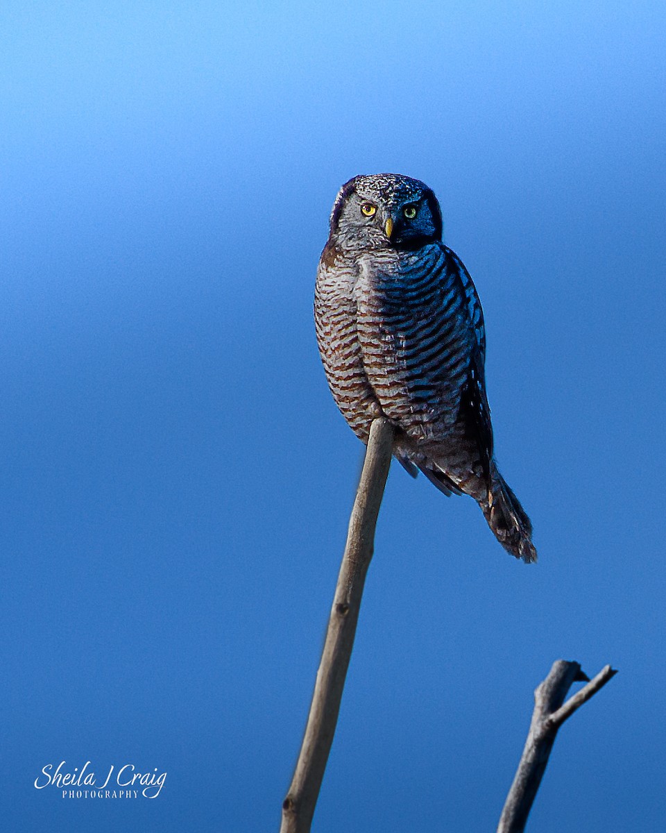 Northern Hawk Owl - ML622978622