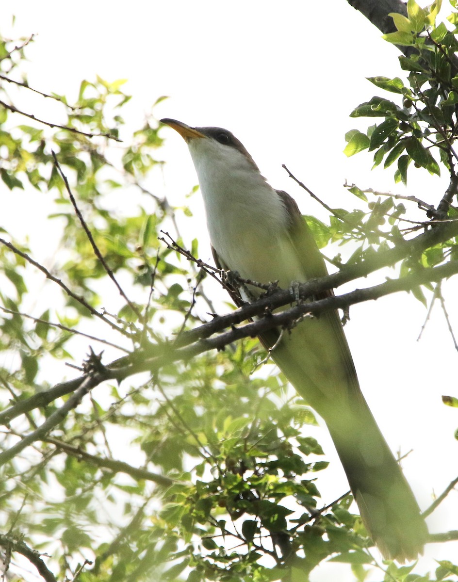 Yellow-billed Cuckoo - ML622978774