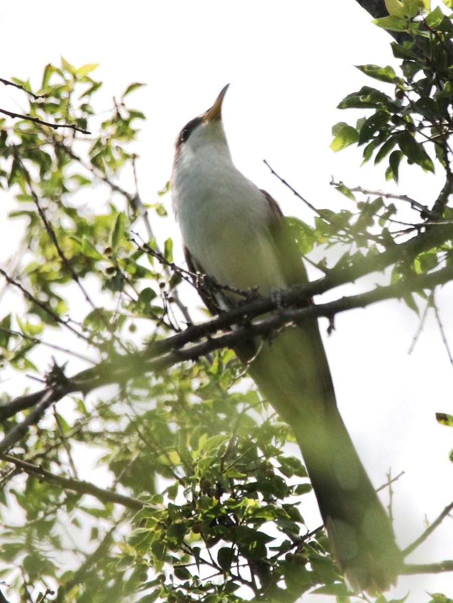 Yellow-billed Cuckoo - ML622978777