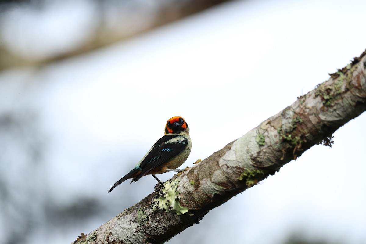 Flame-faced Tanager - ML622978786