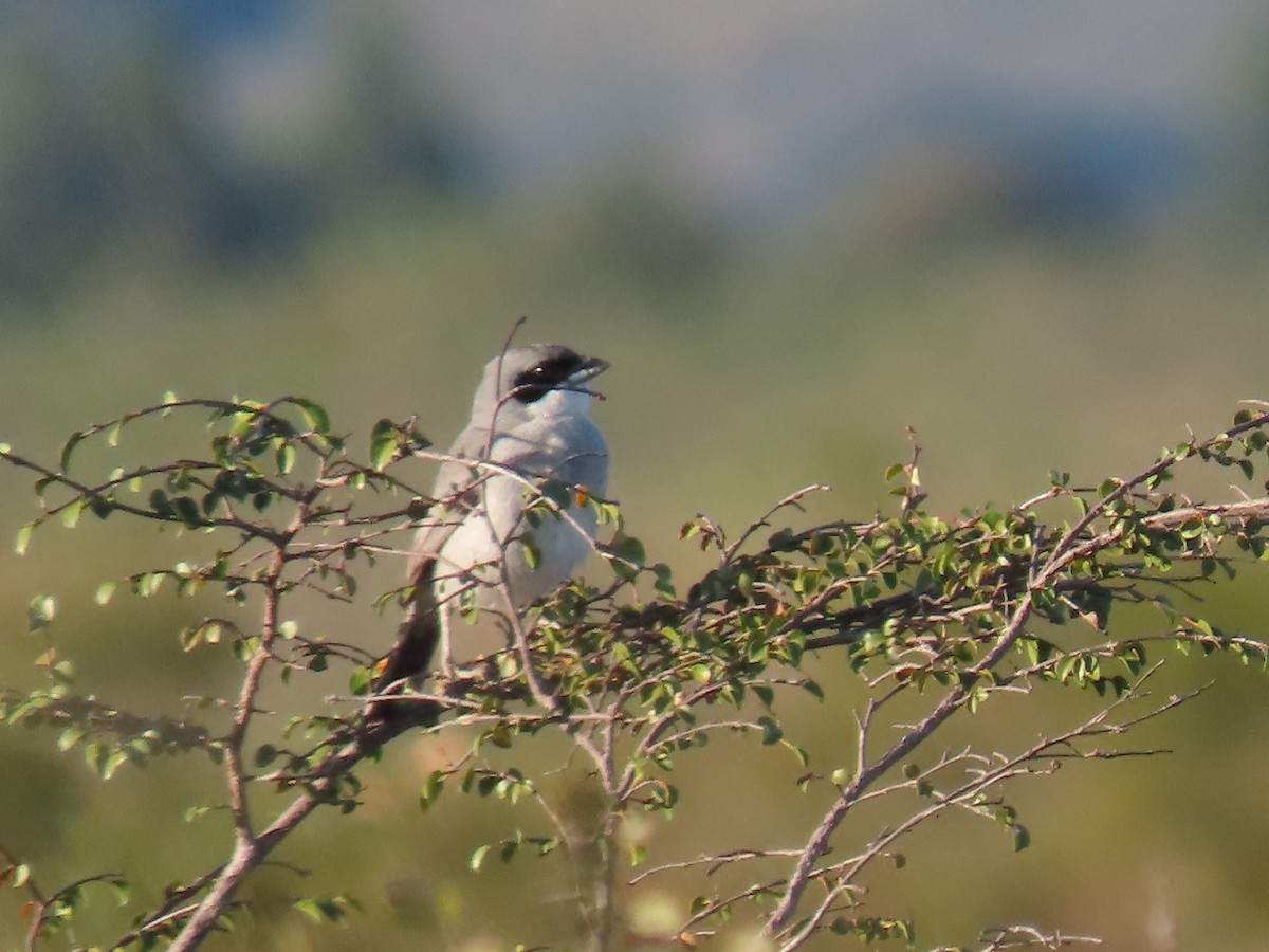 White-banded Tanager - ML622978809