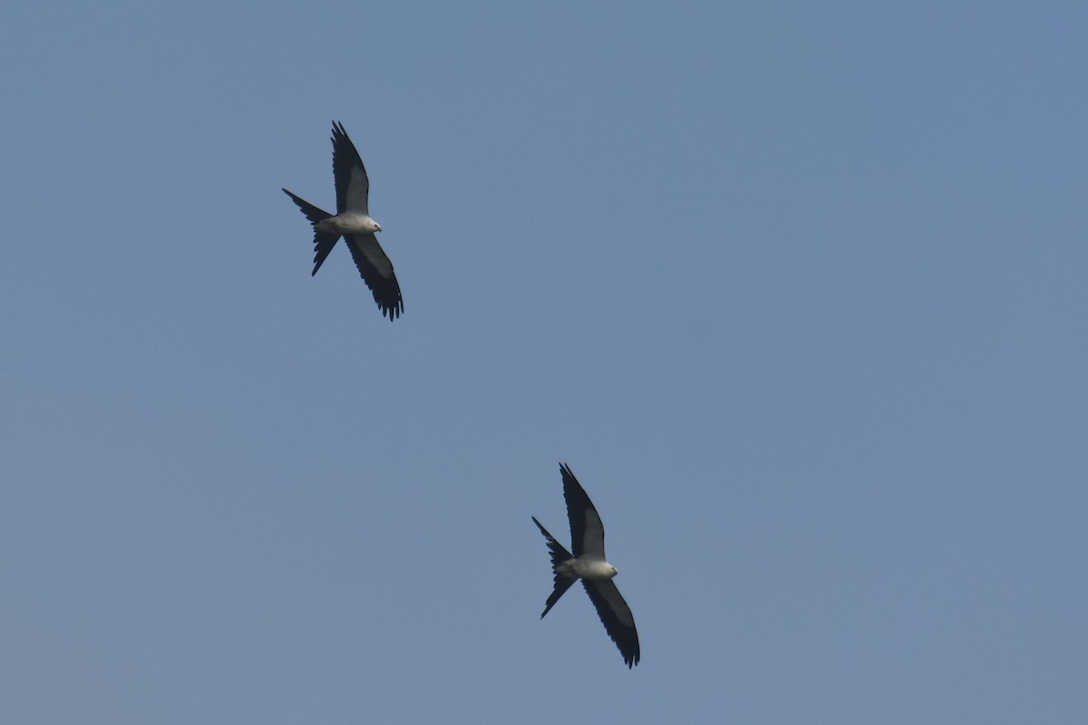 Swallow-tailed Kite - ML622978831