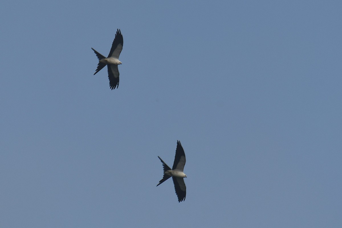 Swallow-tailed Kite - ML622978832