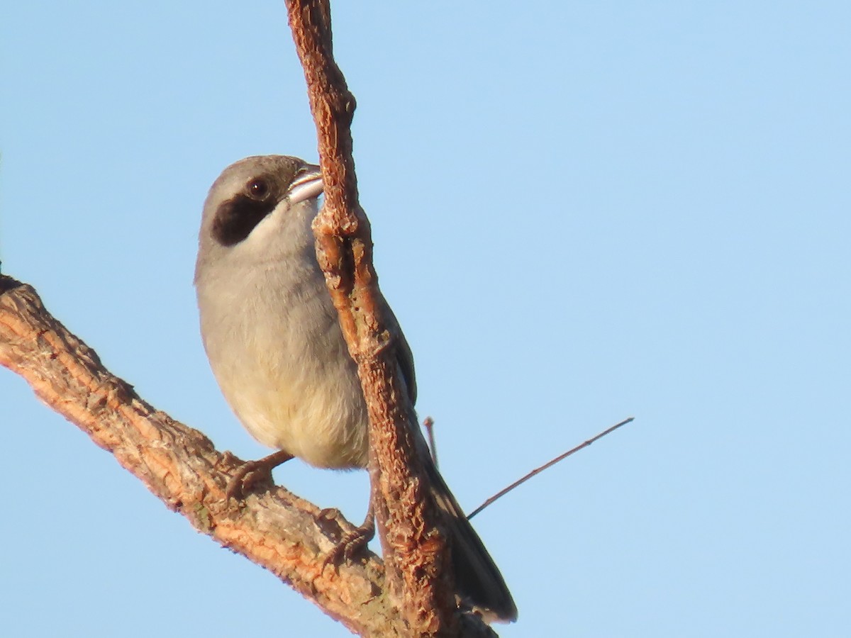 White-banded Tanager - ML622978833