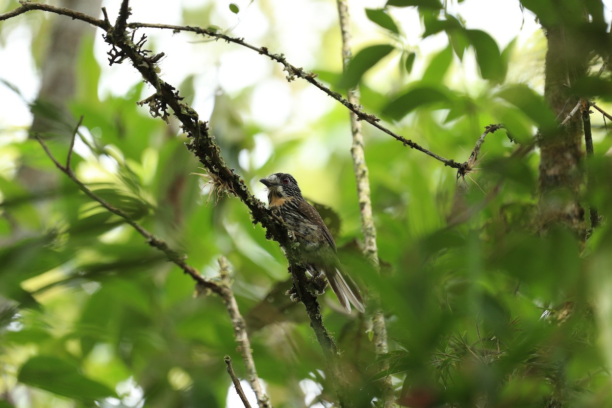 Black-streaked Puffbird - ML622978874