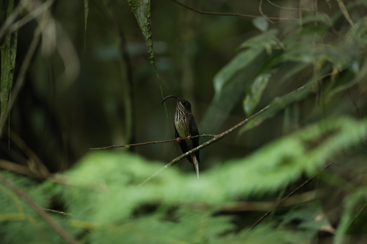 Buff-tailed Sicklebill - ML622978953