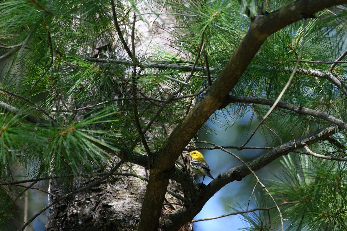 Black-throated Green Warbler - ML622979013