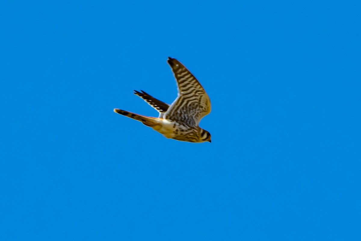 American Kestrel - ML622979017