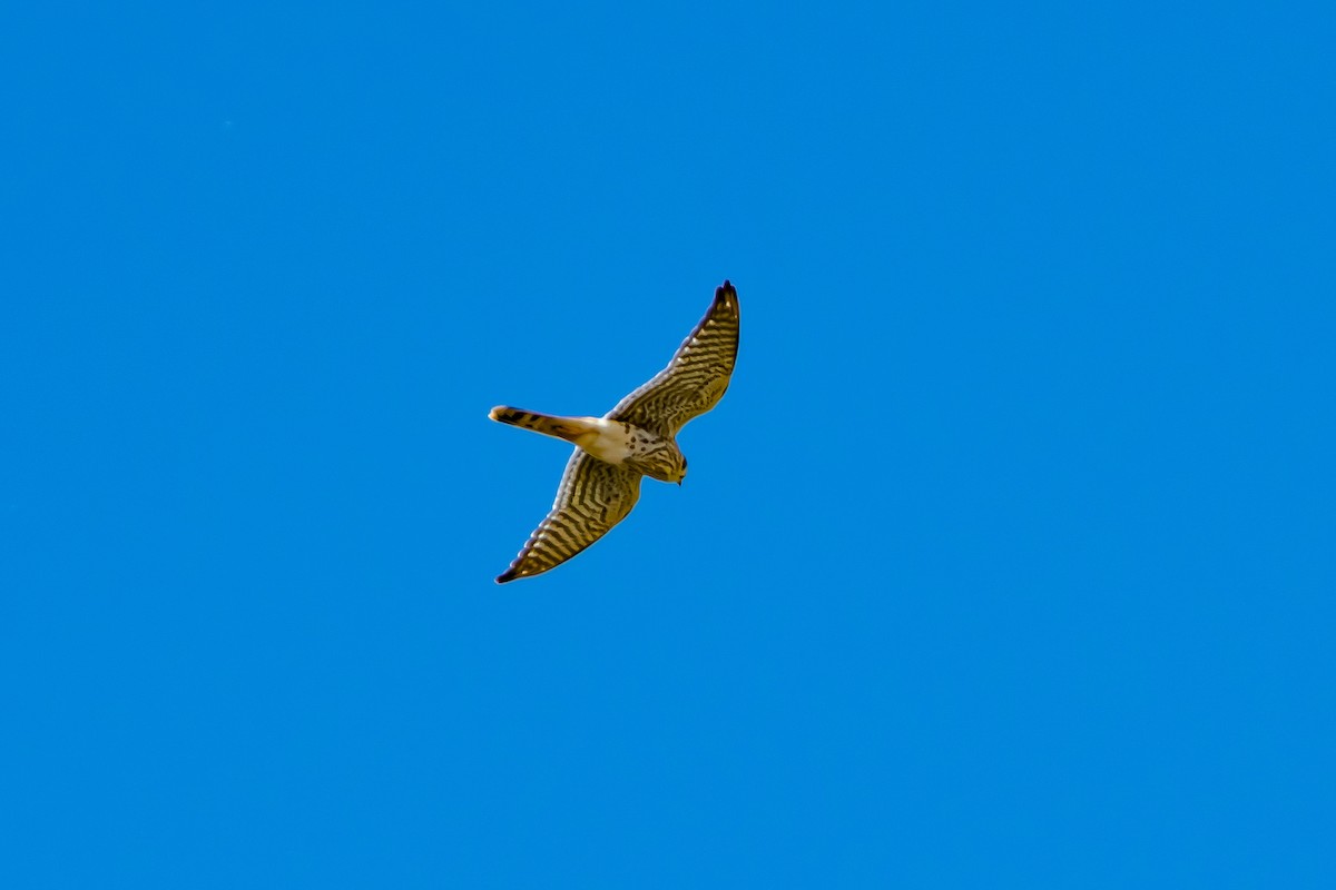 American Kestrel - ML622979018