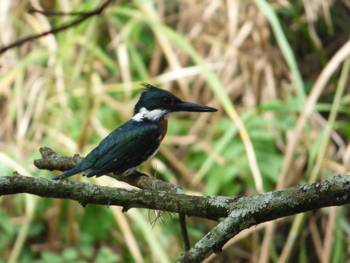 Amazon Kingfisher - Camilo Mendoza