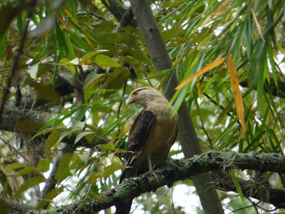 Yellow-headed Caracara - ML622979073