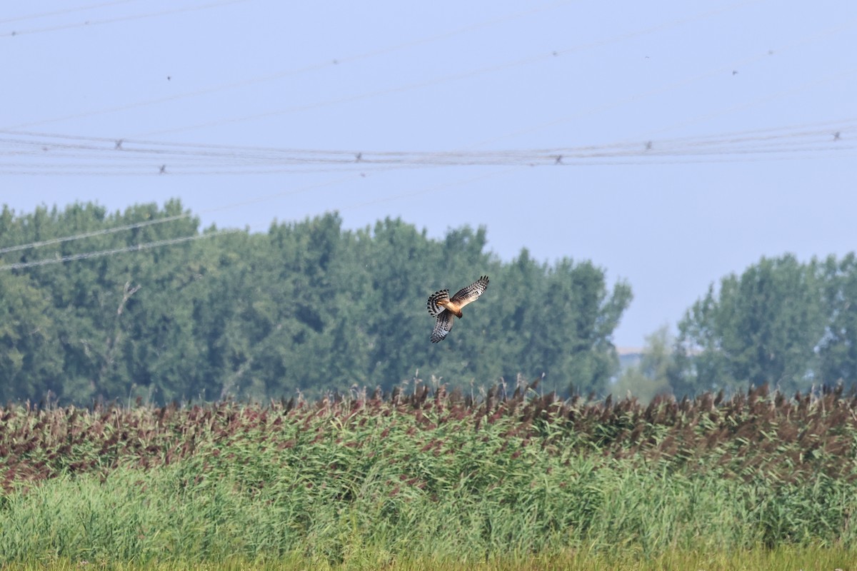 Northern Harrier - Manon leduc