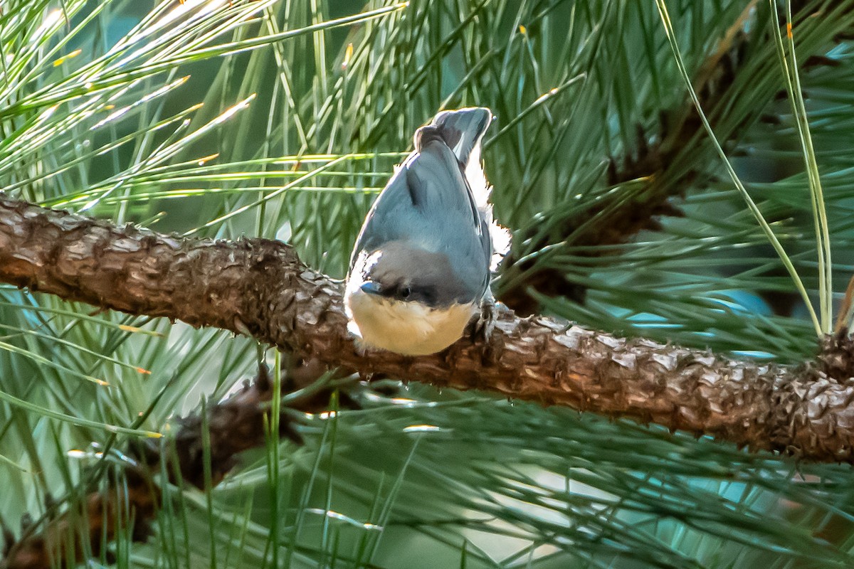 Pygmy Nuthatch - Brandon Lloyd