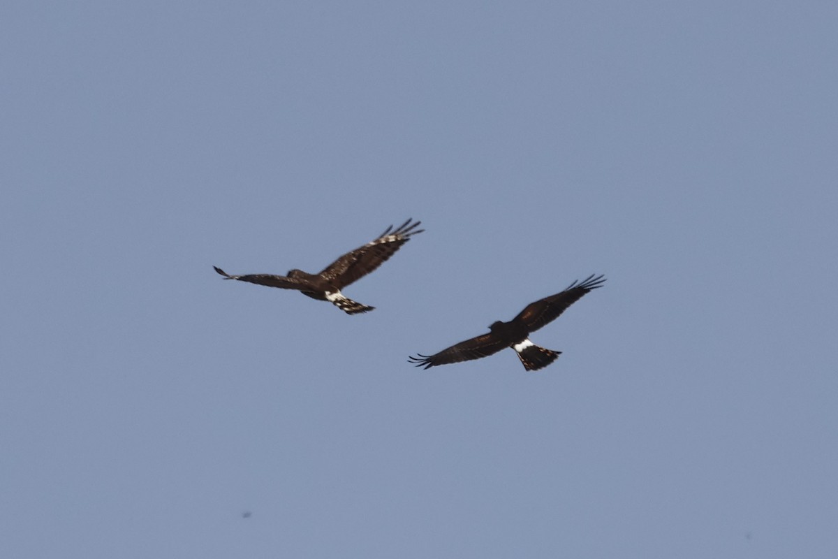 Northern Harrier - Manon leduc