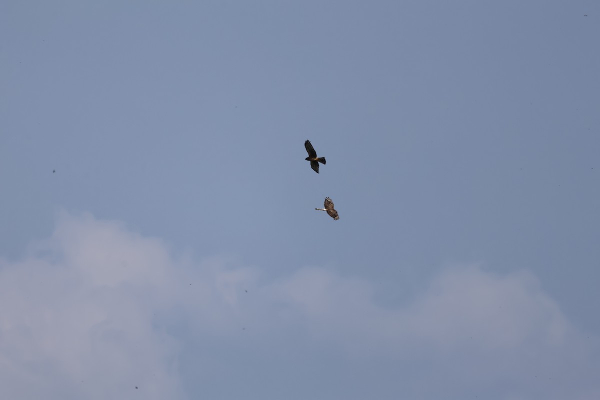 Northern Harrier - Manon leduc