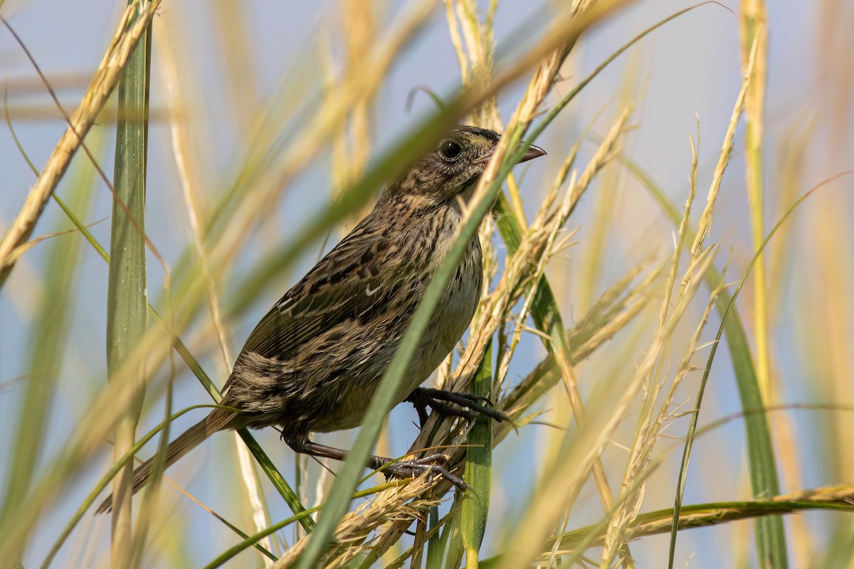 Seaside Sparrow - ML622979226