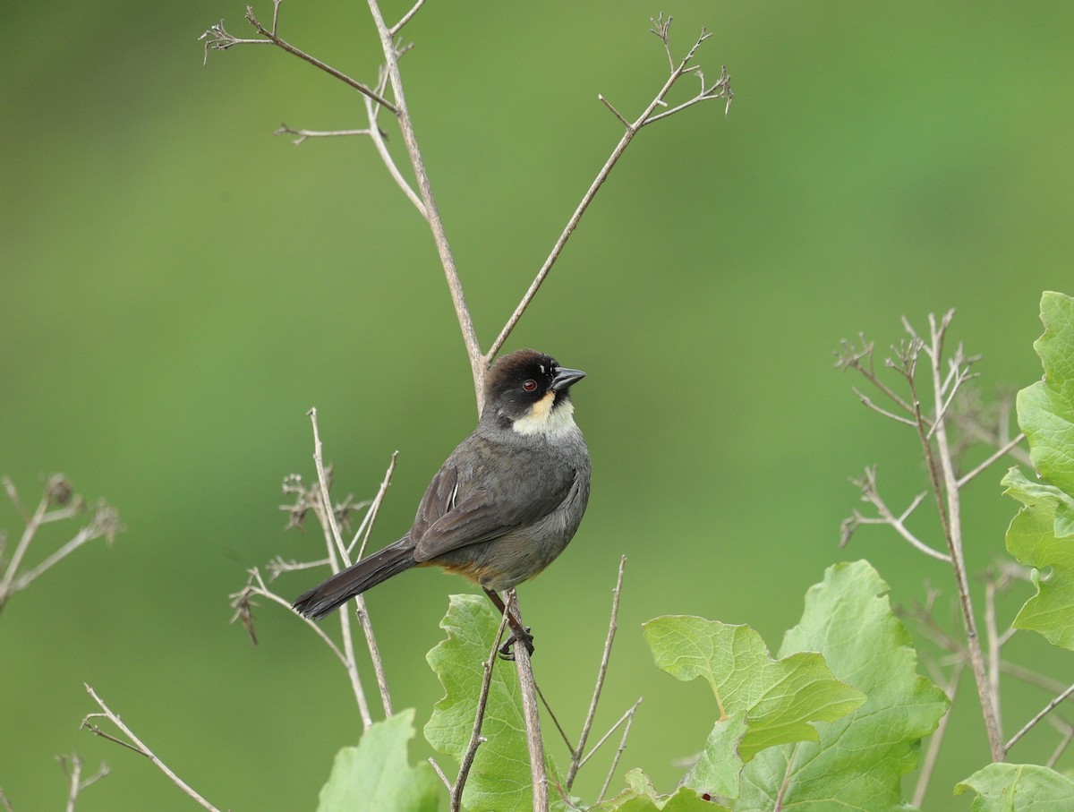 Rusty-bellied Brushfinch - ML622979237