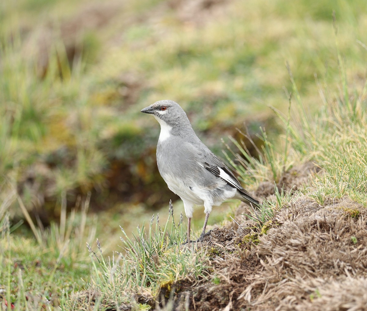 Glacier Finch - ML622979257