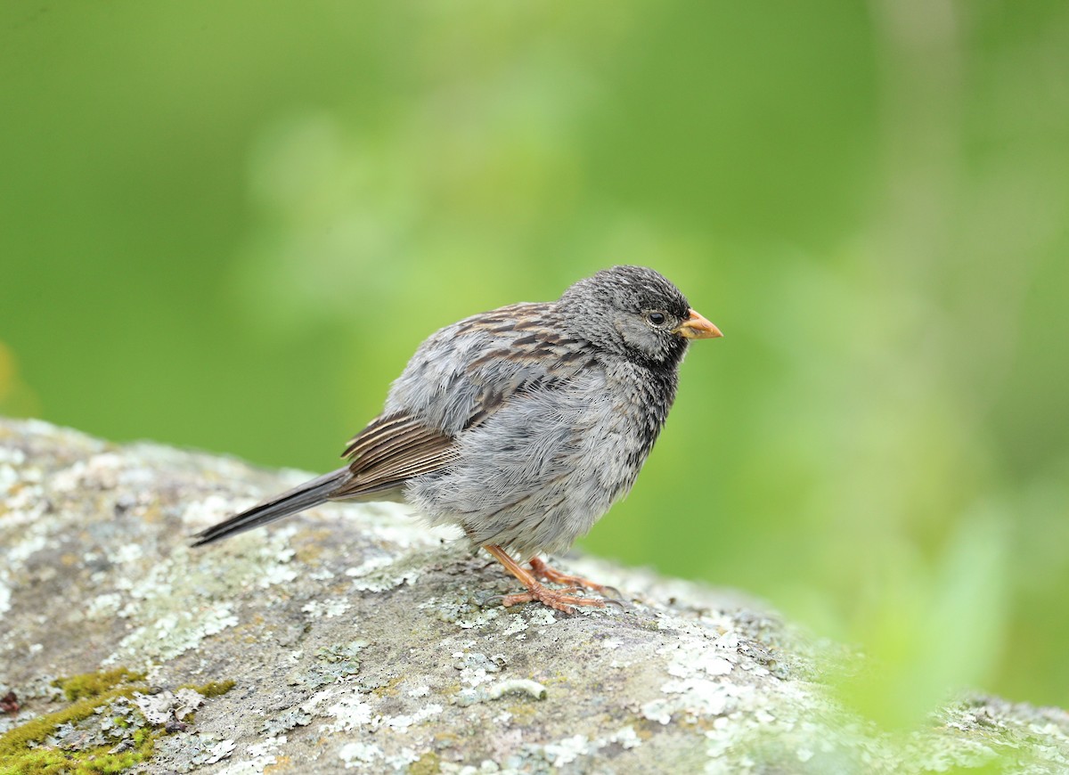 Mourning Sierra Finch - ML622979276