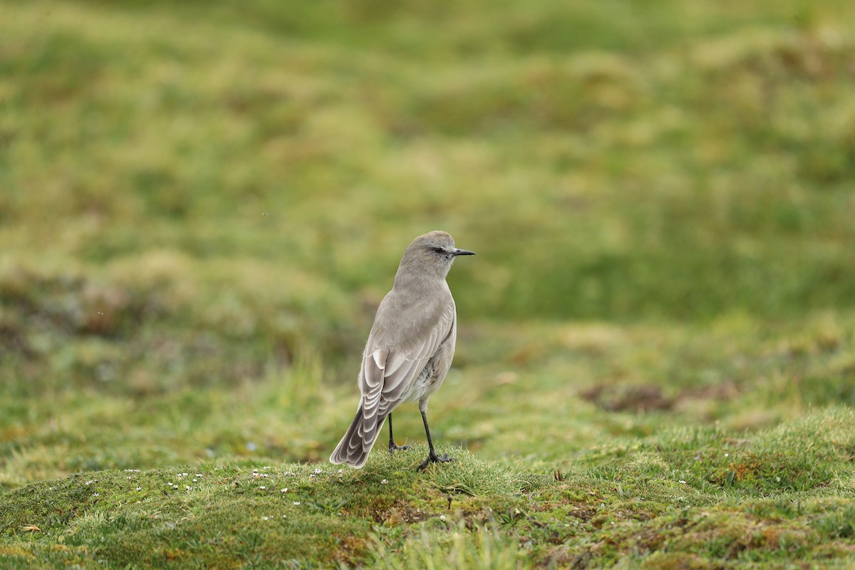 White-fronted Ground-Tyrant - Marcelo Quipo