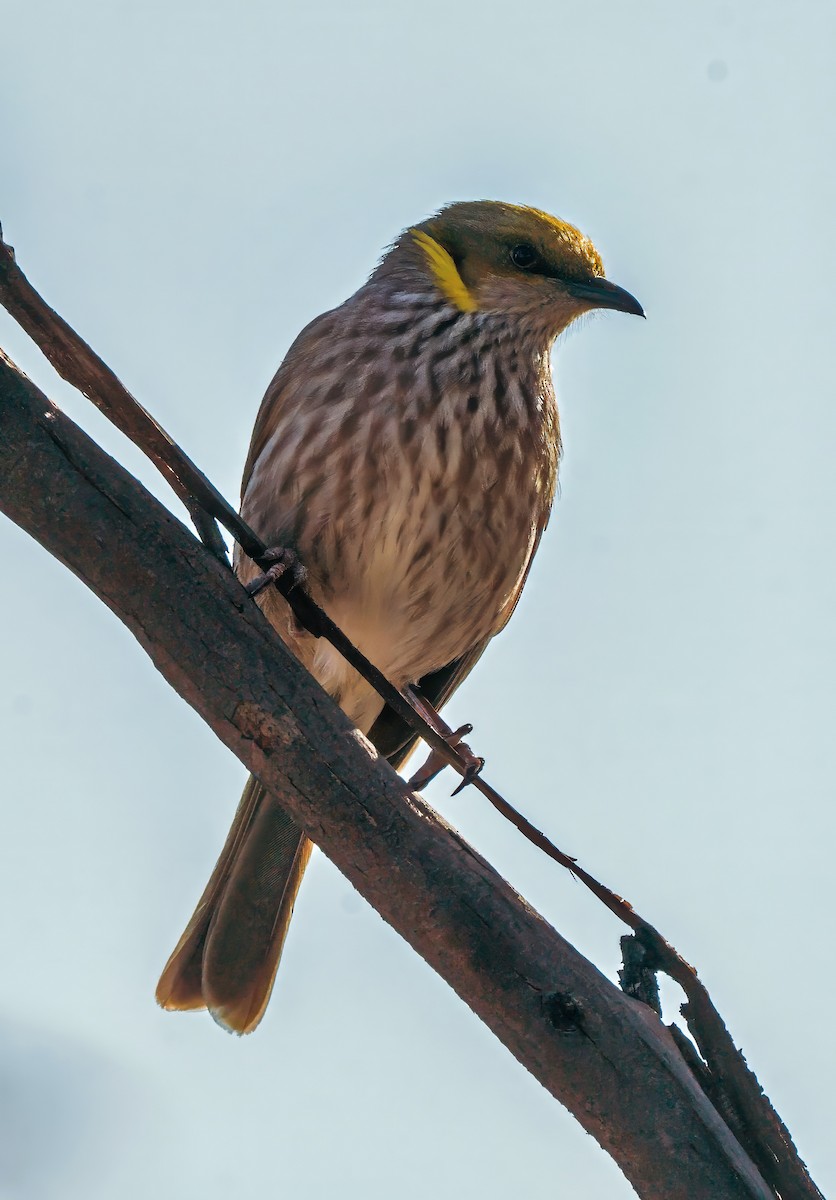 Yellow-plumed Honeyeater - ML622979439