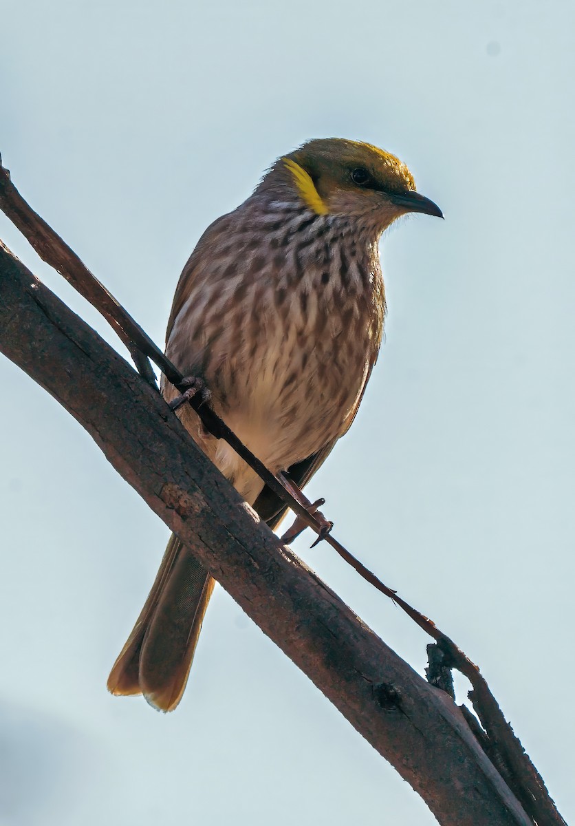 Yellow-plumed Honeyeater - Russell Scott