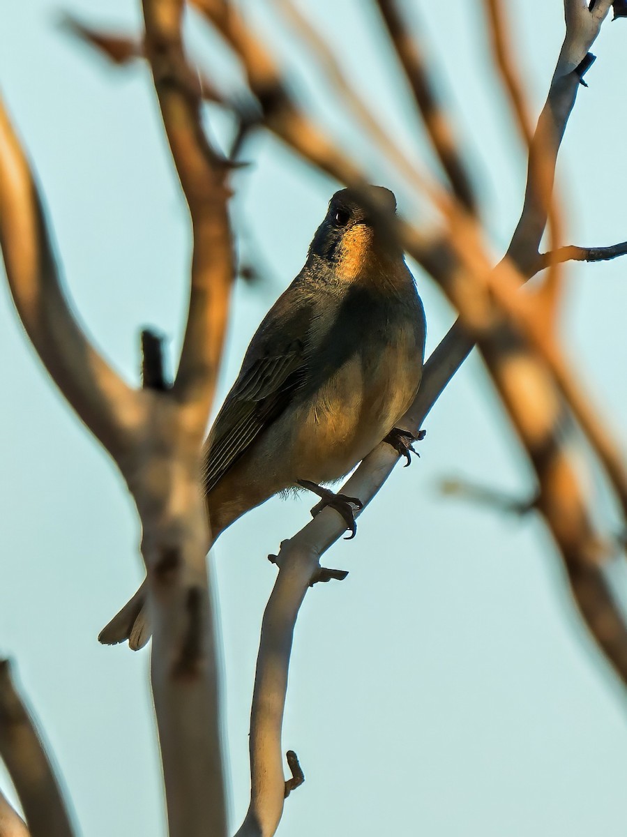 Red-lored Whistler - ML622979527