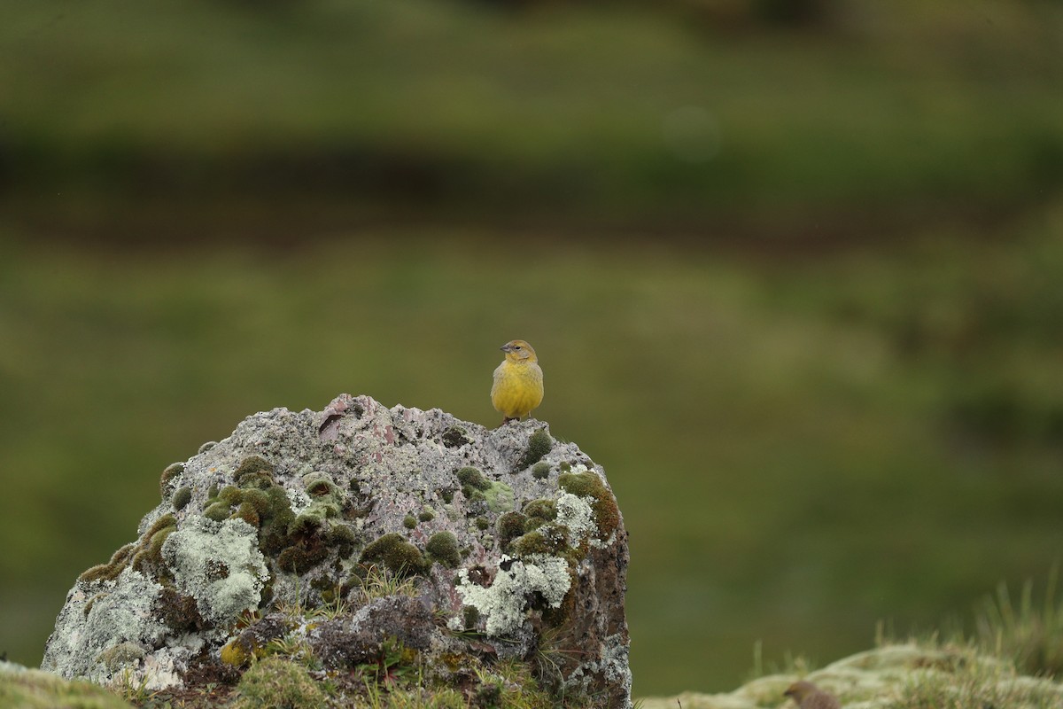 Bright-rumped Yellow-Finch - ML622979528