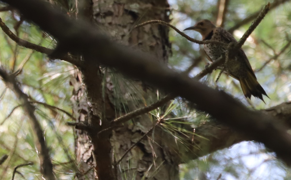 Northern Flicker (Yellow-shafted) - ML622979552