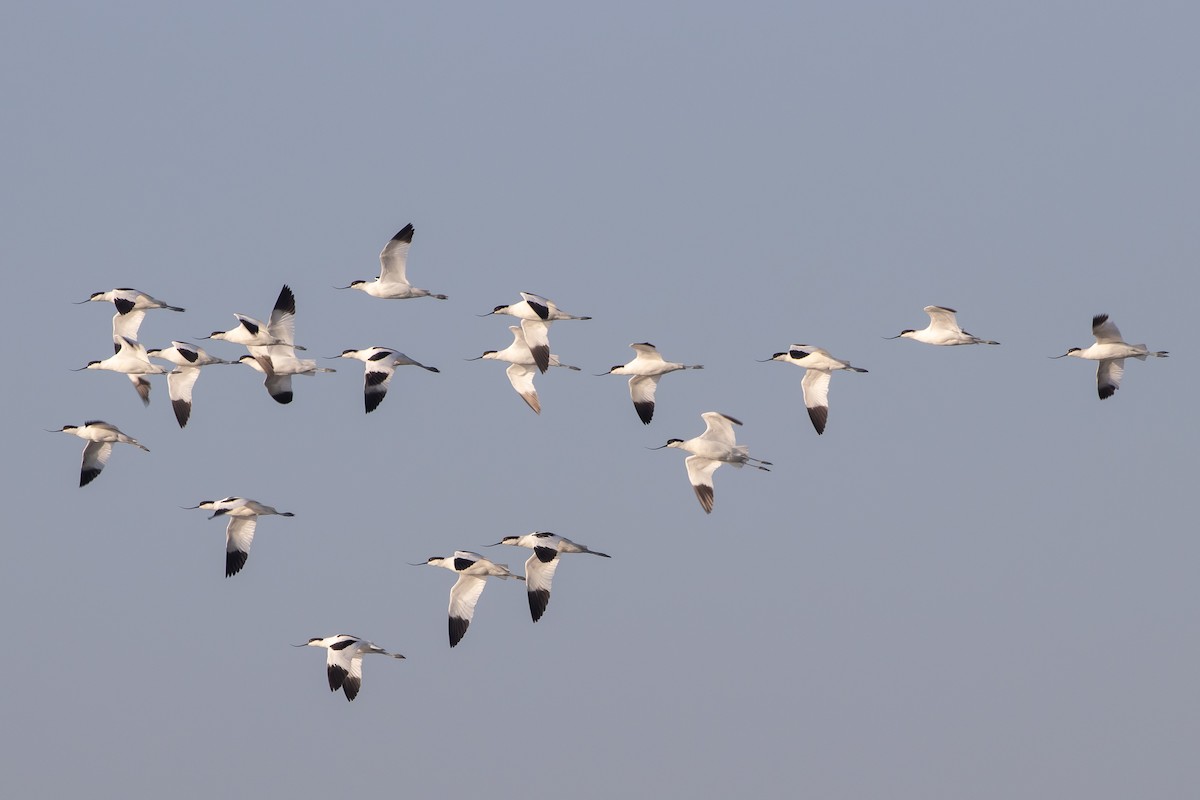 Pied Avocet - ML622979651