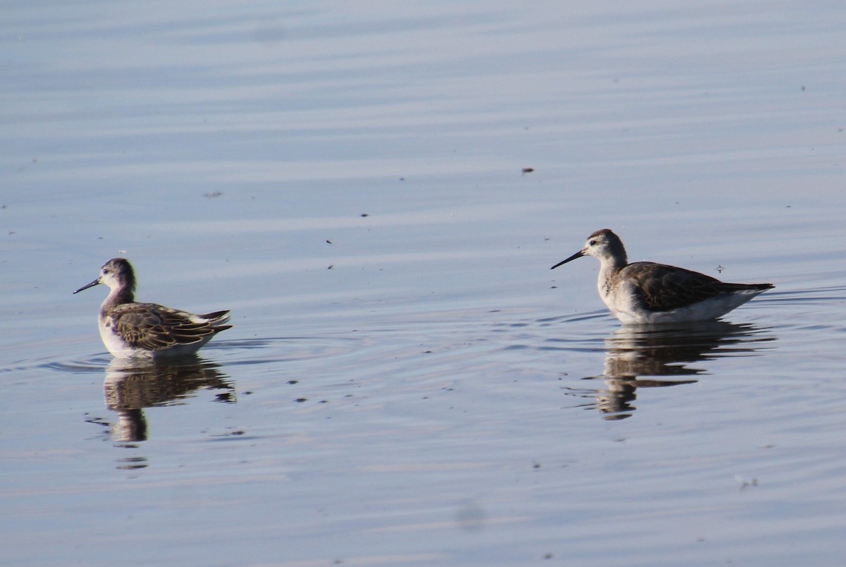 Wilson's Phalarope - ML622979656