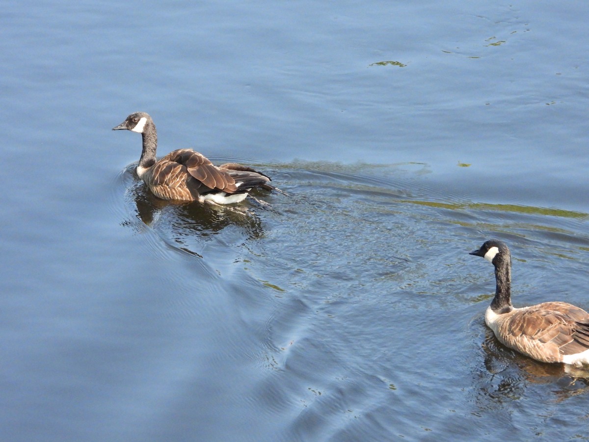 Canada Goose - ML622979684