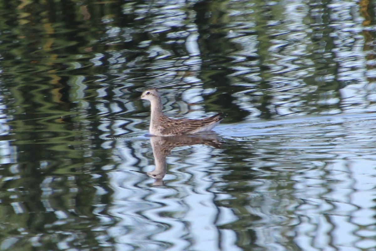 Wilson's Phalarope - ML622979685