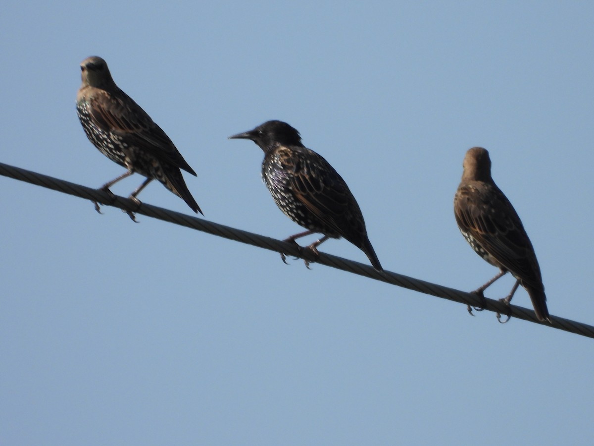 European Starling - ML622979689