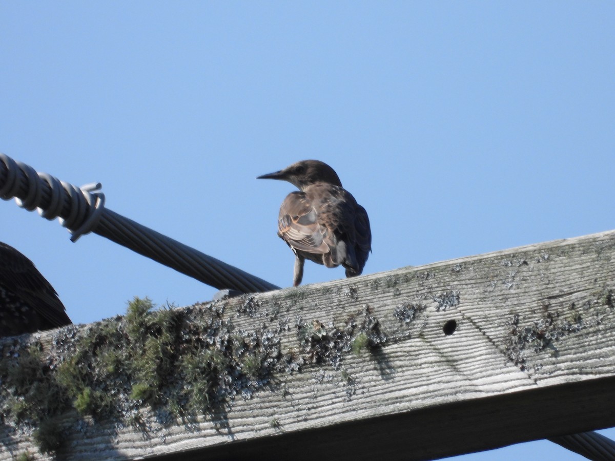 European Starling - ML622979692