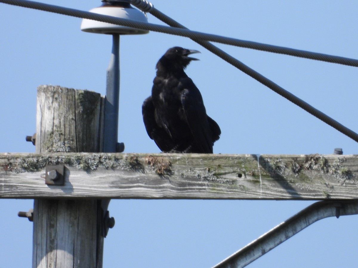 Common Raven - ML622979700