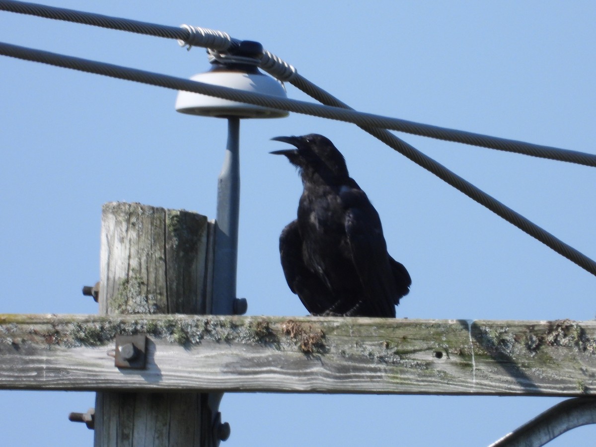 Common Raven - Denis Provencher COHL