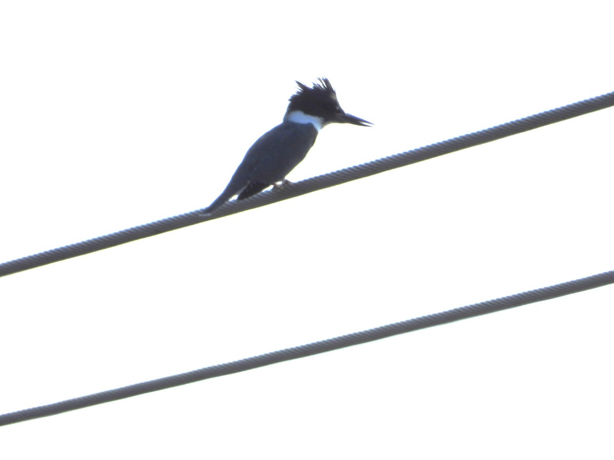 Belted Kingfisher - ML622979710