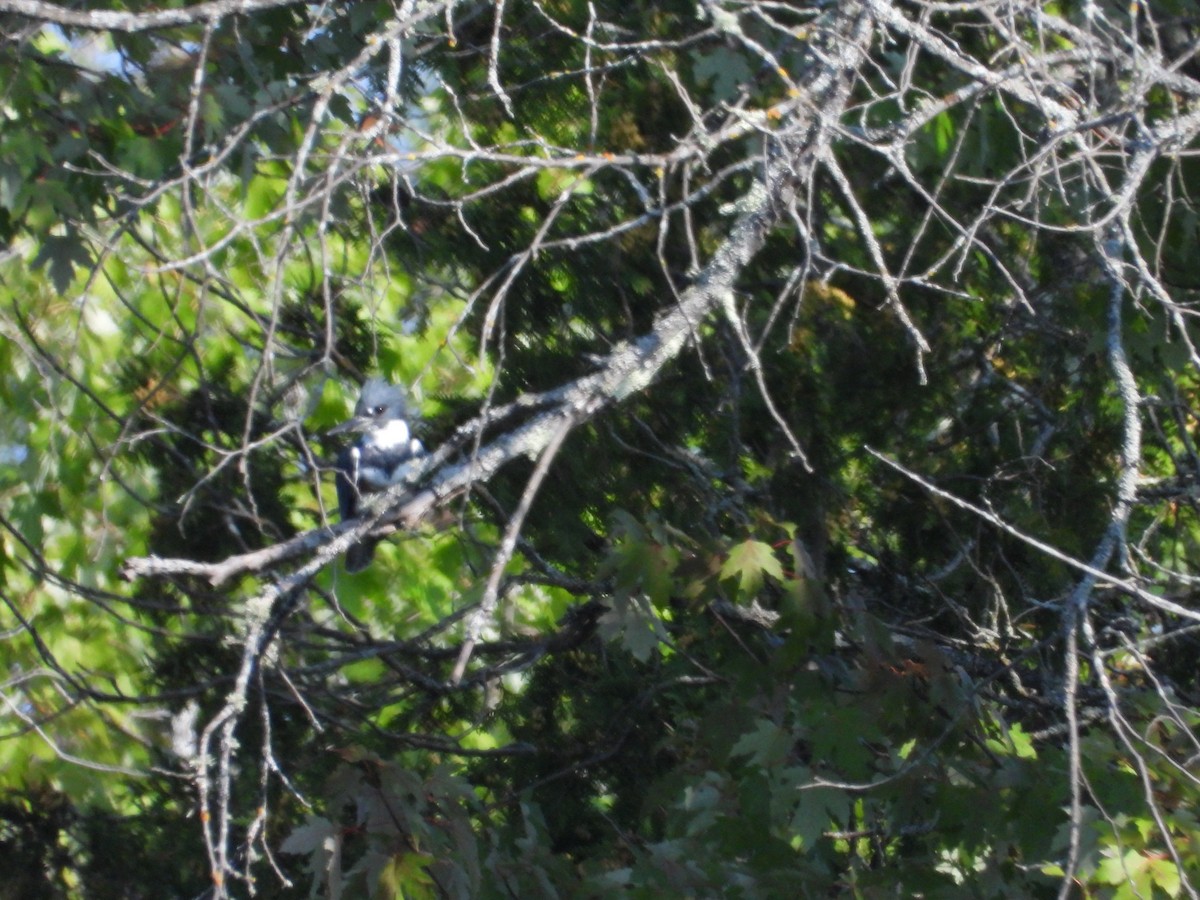 Belted Kingfisher - ML622979712