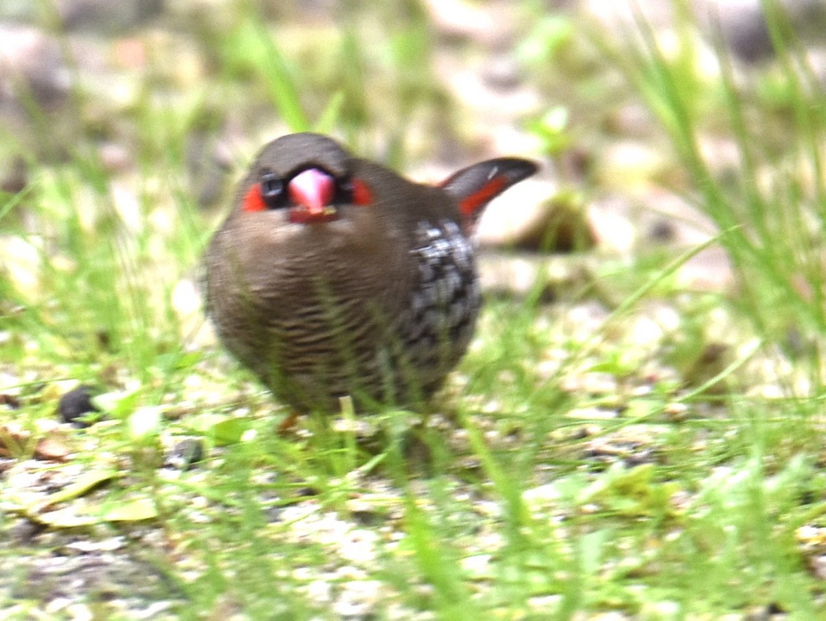 Red-eared Firetail - ML622979748