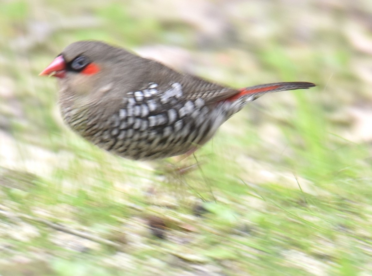 Red-eared Firetail - ML622979753