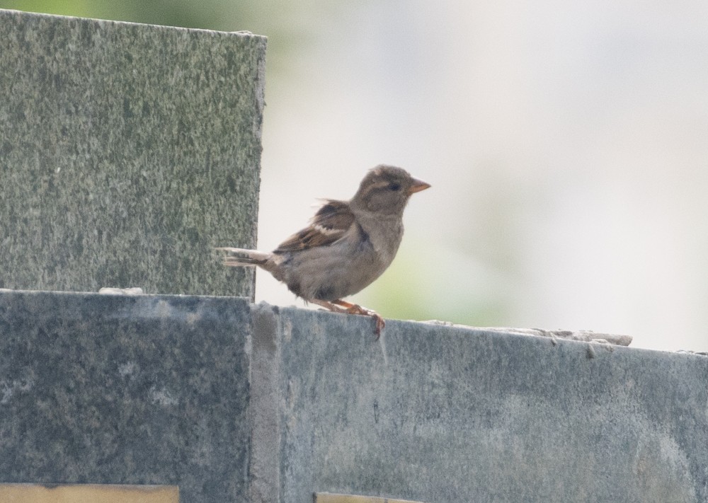 House Sparrow - ML622979822