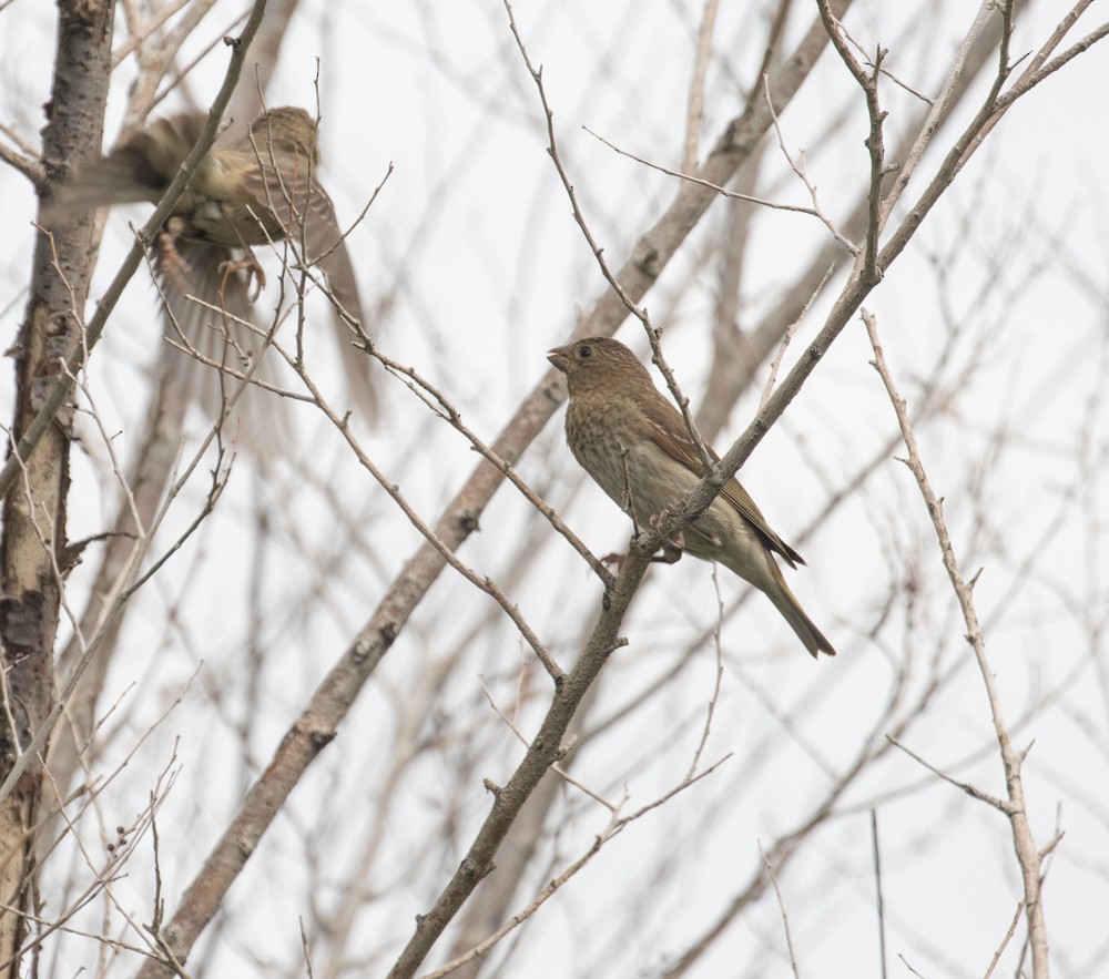 Common Rosefinch - ML622979832