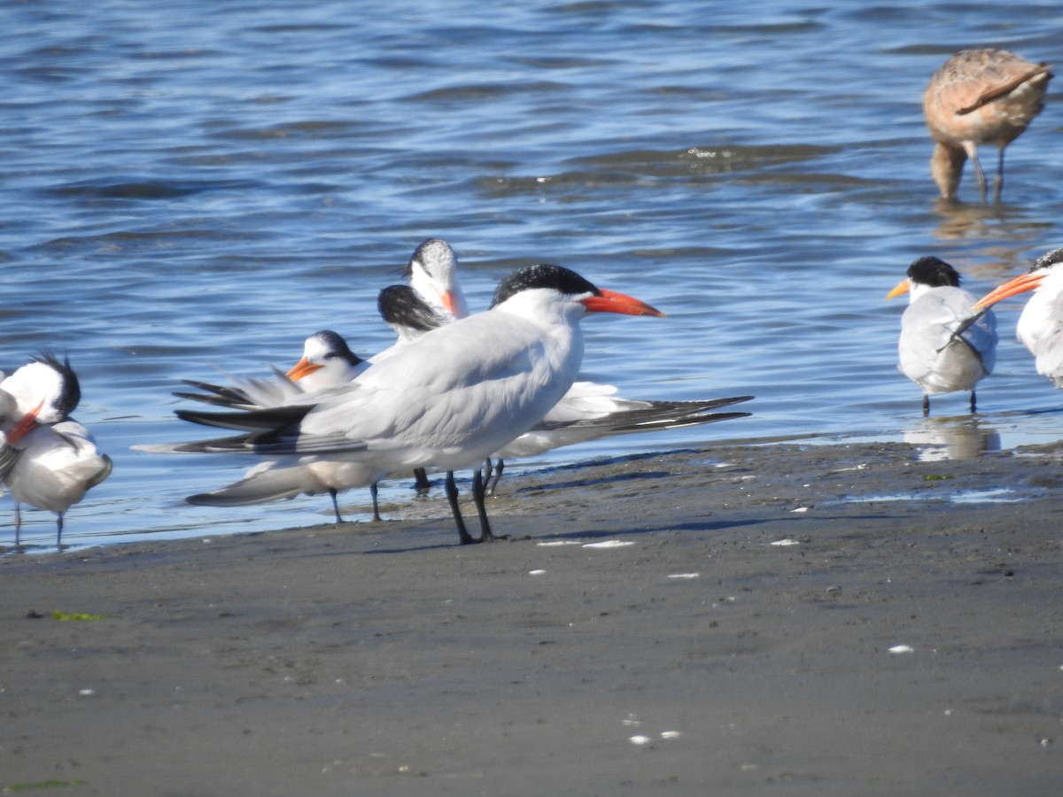 Caspian Tern - ML622979835