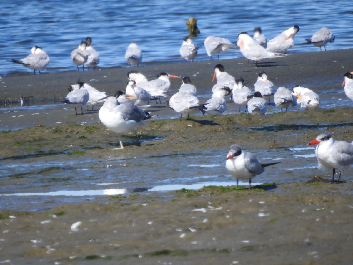 Caspian Tern - ML622979836