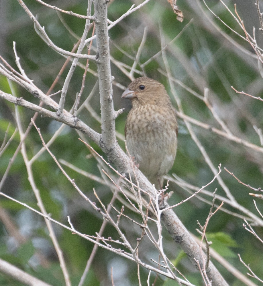 Common Rosefinch - ML622979837