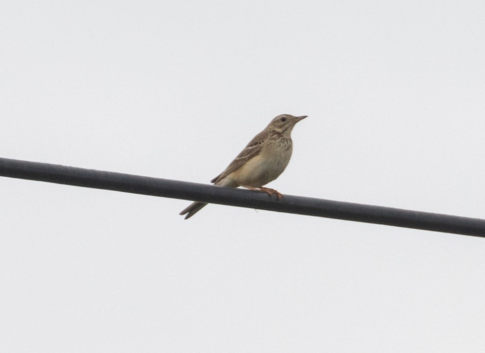 Blyth's Pipit - ML622979854