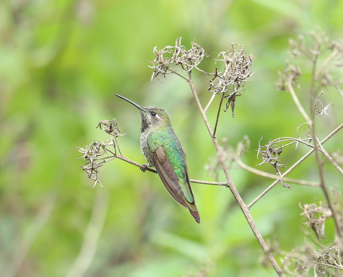 Bronze-tailed Comet - ML622979866