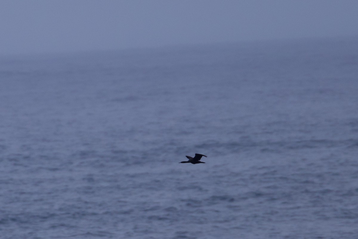 Pelagic Cormorant - ML622979892