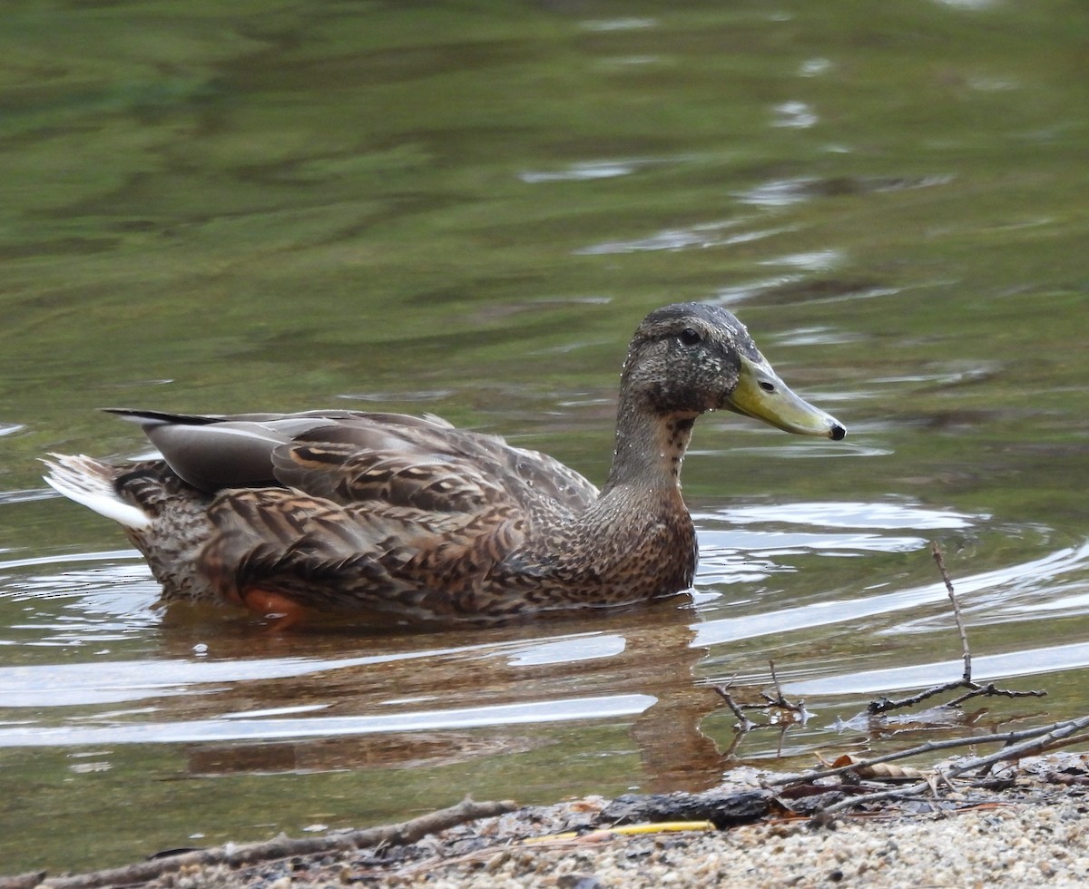 Mallard/Mexican Duck - ML622979952